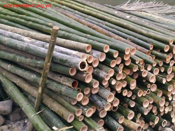 cọc tre giá rẻ đà nẵng